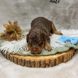 Fisher - Phantom male Goldendoodle puppy in Williamson, New York from Lakeside Doodles