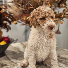 Girl 3 - Parti female Poodle puppy in Detroit, Michigan from Pretty Spoiled Spoos llc