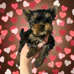 Ann - Black and gold female Yorkshire Terrier puppy in Kendallville, Indiana from Yorkies Kisses