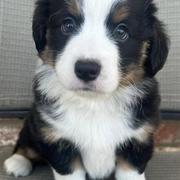 Companion Crosses, Miniature Australian Shepherds, and Pembroke Welsh Corgis from JOY Farms