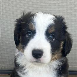 Companion Crosses, Miniature Australian Shepherds, and Pembroke Welsh Corgis from JOY Farms