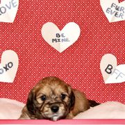 Boy Orange - Cavaton puppy from Lakeshore Cavatons