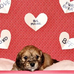 Boy Orange - Cavaton puppy from Lakeshore Cavatons