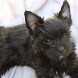 Yorkshire Terriers from Madame Yorkie