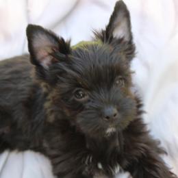 Yorkshire Terriers from Madame Yorkie