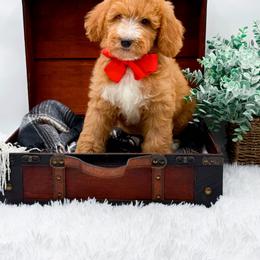 Boy 3 - male Goldendoodle puppy in North Carolina from NC Doodle Puppies