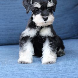 Miniature Schnauzer Puppies from Schnauzers of Georgia Cliff
