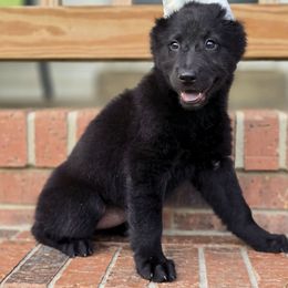 Churro De La Noche - Black female Xoloitzcuintli puppy in Ethridge, Tennessee from Royalty Reigns Xolos