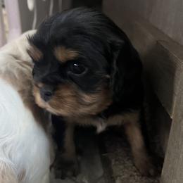 Girl 2 - Black and tan female Cavalier King Charles Spaniel puppy in Morriston, Florida from Cutesy Cavaliers