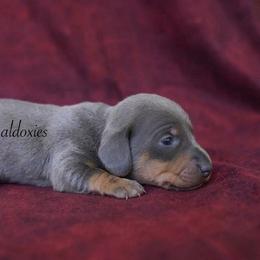 Mario - Gray (blue) and tan male Dachshund puppy in Apple Valley, California from Socaldoxies