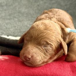 Light blue - Red  female Goldendoodle puppy in Fontana, California from Grammy's Puppy Love doodles and poodles