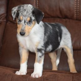 Boy 6 - male Collie puppy in Danville, Pennsylvania from Brookwood Collies, Smooth & Rough
