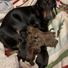 Boy 2 - Chocolate and tan male Dachshund puppy in Flint, Michigan from Matthews Dachshunds