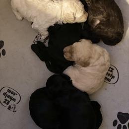 Australian Labradoodle Puppies from Tiny Treasures Australian Labradoodles