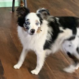 Pandie - Toy Australian Shepherd