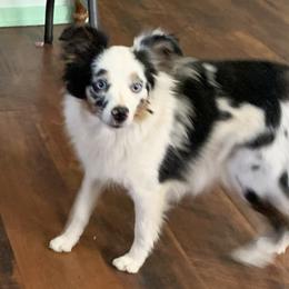 Pandie - Toy Australian Shepherd