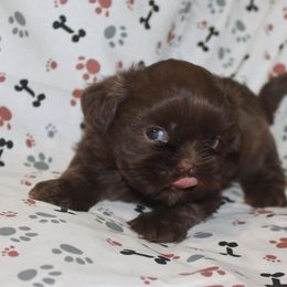 Shih Tzu Puppies from Gypsy Breeze Kennels