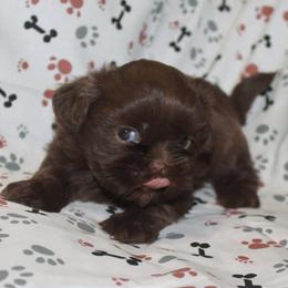 Shih Tzu Puppies from Gypsy Breeze Kennels