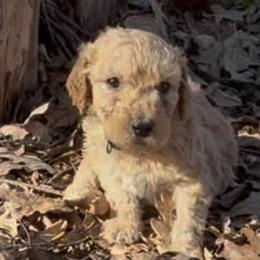 Blondi - Apricot male Goldendoodle puppy in Arlington, Texas from Chambers Doodle Patch