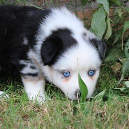 Rubble - Blue merle male Miniature Australian Shepherd puppy in Sonoita, Arizona from Gardner Canyon Kennels