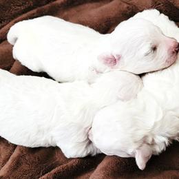 AKC Bichon Frise - Boy 3 - White male Bichon Frise puppy in Spokane Valley, Washington from Anna's Bichon Frise