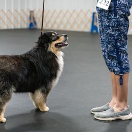 Homer - Miniature Australian Shepherd