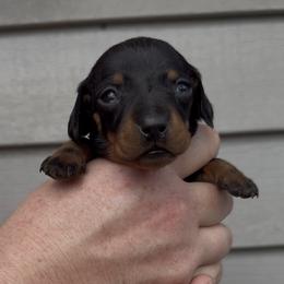 Black and tan boy - Black and tan male Dachshund puppy in Ocala, Florida from Dalmar Floridachs