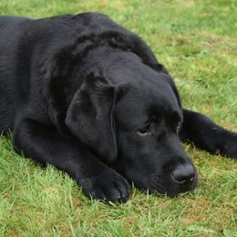 M'Lord - Labrador Retriever