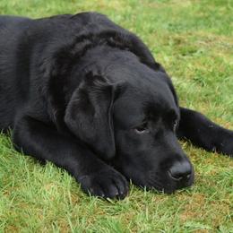 M'Lord - Labrador Retriever