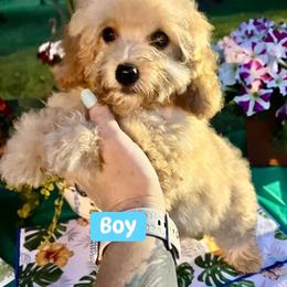 Dobby - Apricot male Poodle puppy in Joplin, Missouri from 4 States Mini Dachshunds & Mini Poodles