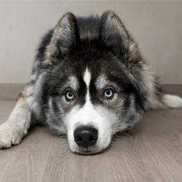 Onyx - Agouti and white male Siberian Husky puppy in Lodi, California from Wolves with Amor