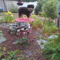Finnish Lapphund and Leonberger Puppies from Lighthouse Lapphunds and Leos by the Sea