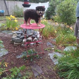 Finnish Lapphund and Leonberger Puppies from Lighthouse Lapphunds and Leos by the Sea