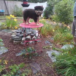 Finnish Lapphund and Leonberger Puppies from Lighthouse Lapphunds and Leos by the Sea