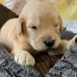 Goldendoodle Puppies from Connie’s Goldendoodles