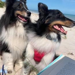 Shetland Sheepdogs from Elizabeth Ann Beck's Shetland Sheepdogs