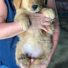Dachshund and Golden Retriever Puppies from From the Heart Retrievers and Doxies