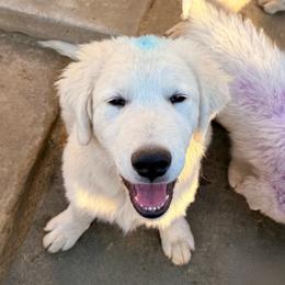 Blue Boy - White male Maremma Sheepdog puppy in Kings County, California from Prancing Pony Farm Maremma Sheepdogs