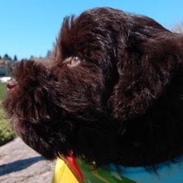 Miniature Schnauzers from Gloria Gullickson