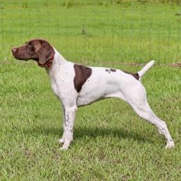Birdy - German Shorthaired Pointer