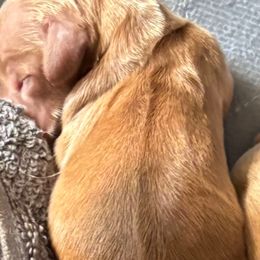 Boy 1 - Red male Dachshund puppy in Jackson, Mississippi from Doxies Galore