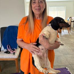 Poppy - Black and tan female Dachshund puppy in Joshua Tree, California from Desert Dreams Ranch