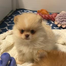 Grace - Cream female Pomeranian puppy in Newport Beach, California from Exotic City Pomeranians and chihuahuas
