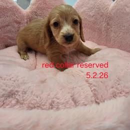 Biscotti Luxe (Red collar) 2,200 - Cream male Dachshund puppy in Bristol, Tennessee from It's Mini Wieners Baby