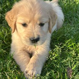 4B - Golden male Golden Retriever puppy in Garland, Texas from RFGoldens