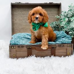 Conner - Red male Cavapoo puppy in Statesville, North Carolina from Doodle Babies