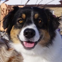 Lorelei - Australian Shepherd