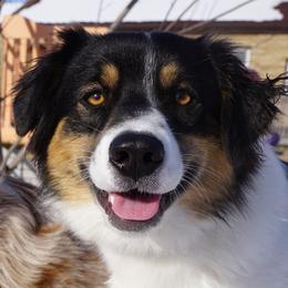 Lorelei - Australian Shepherd