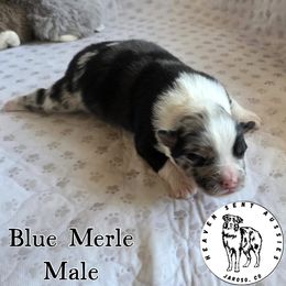 Herald - Blue merle male Miniature Australian Shepherd puppy in Jaroso, Colorado from Heaven Sent Aussies