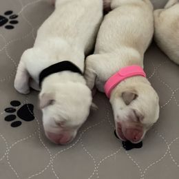 Labrador Retriever Puppies from Southern Sunshine Labradors
